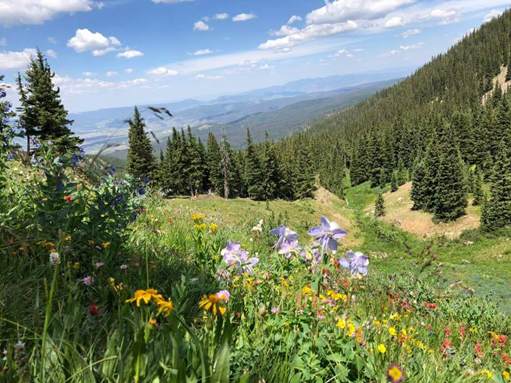 A lovely panorama of an alpine valley decorated with wildflowers.